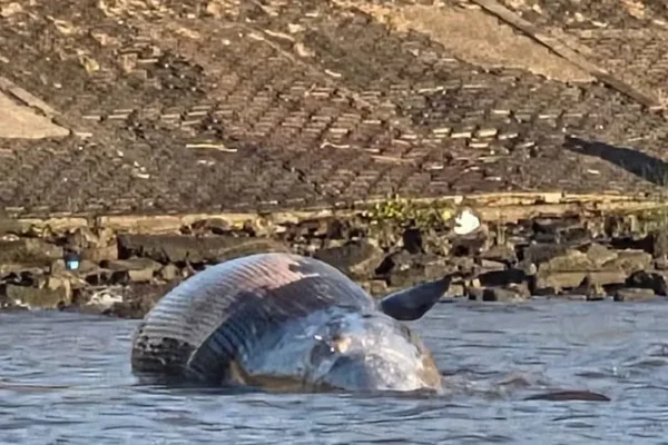 Vicente López: apareció una ballena muerta en la costa del Río de la Plata