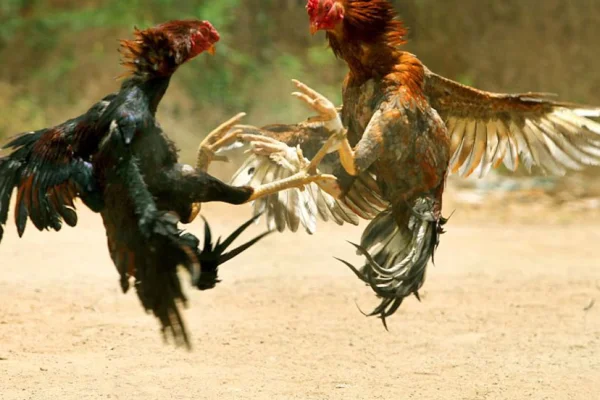 Investigan conexiones con La Rioja en riñas ilegales de gallos