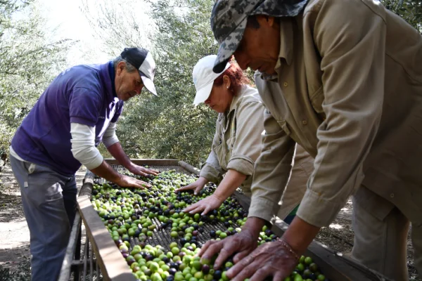 Preocupan a productores olivícolas los bajos rindes