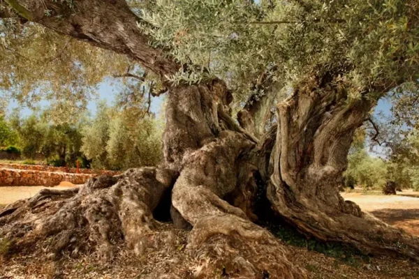 El árbol de olivo más antiguo del mundo, vio nacer y morir imperios: 4000 años y sigue produciendo aceitunas