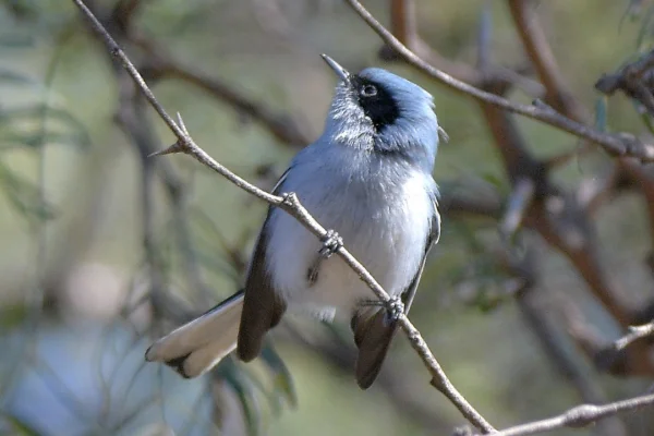 La Reserva Takú realizó otra jornada de Observación de aves