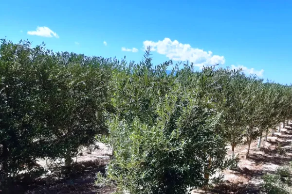 Se retrajo la cosecha de aceitunas en La Rioja