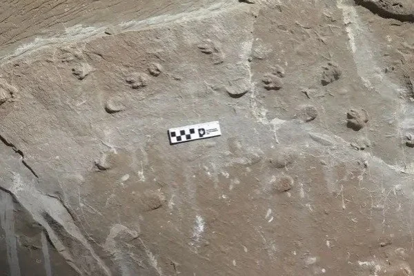 Descubren huellas fósiles de una manada de mamíferos extintos en La Rioja