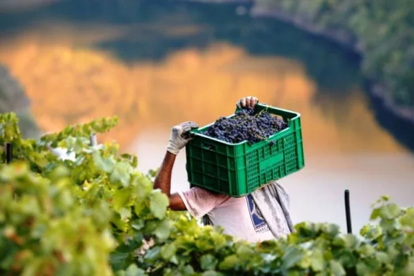 Semáforo de las Economías Regionales: la vitivinicultura entre las producciones en rojo