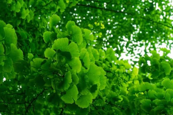 Ginkgo Biloba: El árbol que sobrevivió a la bomba atómica