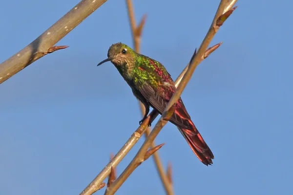 La Reserva Takú invita a otra salida de observación de aves