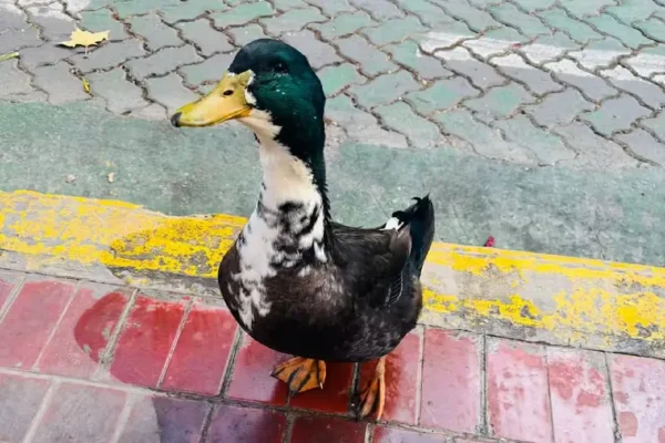 Insólita disputa por un pato en pleno centro de Mendoza: hasta intervino un abogado