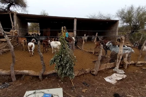 Comenzó ensayo de suplementación en cabras lactantes en campo de productor en Atiles