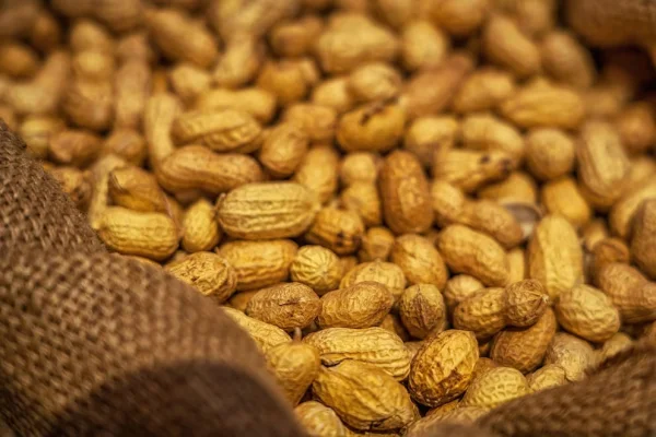 Argentina se posicionó como el mayor exportador de maní del mundo