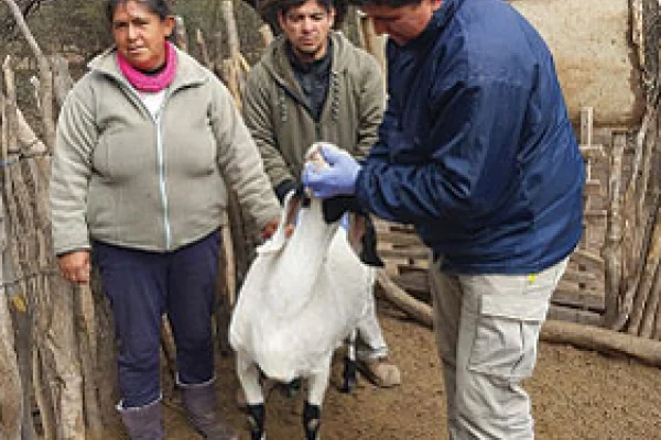 INTA La Rioja inició control y sangrado caprino