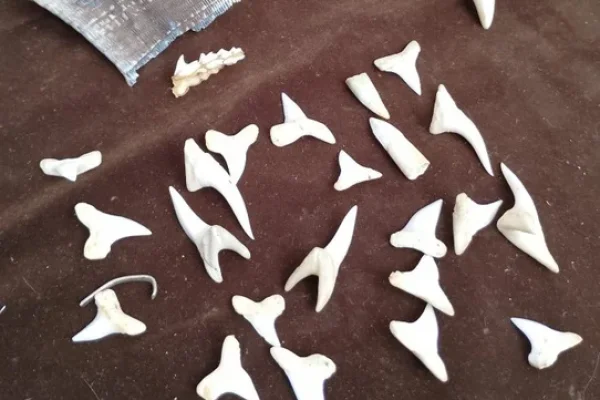 Incautaron artesanías ilegales realizadas con restos de fauna silvestre protegida