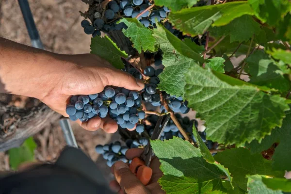 Día del Pinot Noir: 7 vinos para celebrar una de las cepas más elegantes del mundo del vino