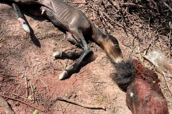 Encuentran descuartizado un caballo en la zona este