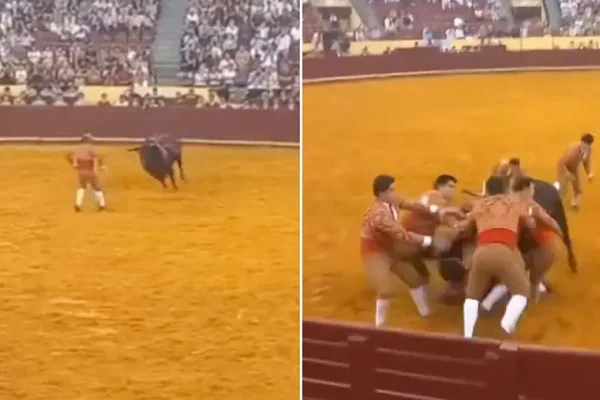 Portugal: un toro de 700 kg mató a un torero de 22 años