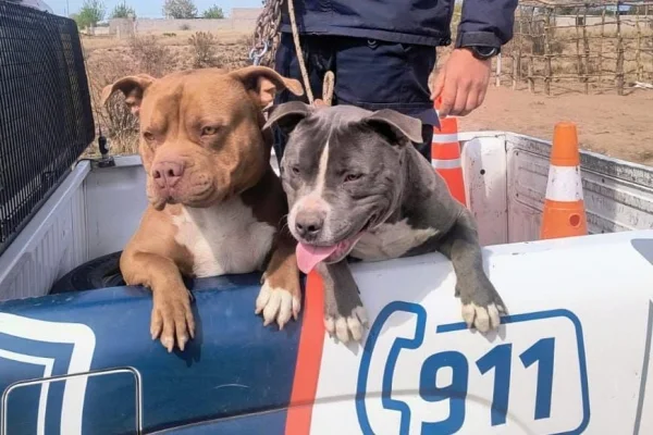La Policía recuperó dos perros de raza en la zona sur