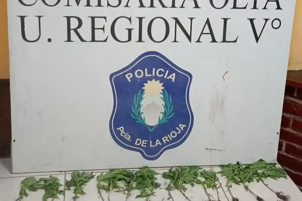 Incautan 13 plantines de cannabis en un domicilio de Loma Blanca