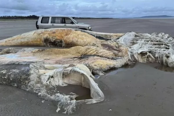 Reino Unido: hallan el cadáver de una gigantesca y misteriosa criatura marina
