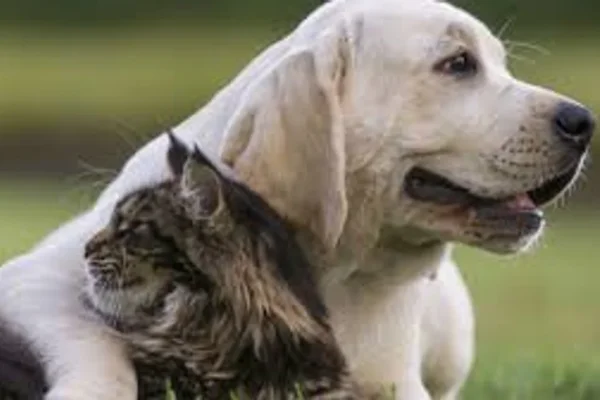 Chubut: investigan a un hombre acusado de matar a tres perros con veneno letal para humanos