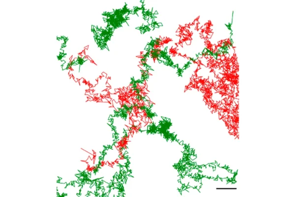 El CONICET logró visualizar con IA por primera vez un neurorreceptor implicado en enfermedades neurológicas