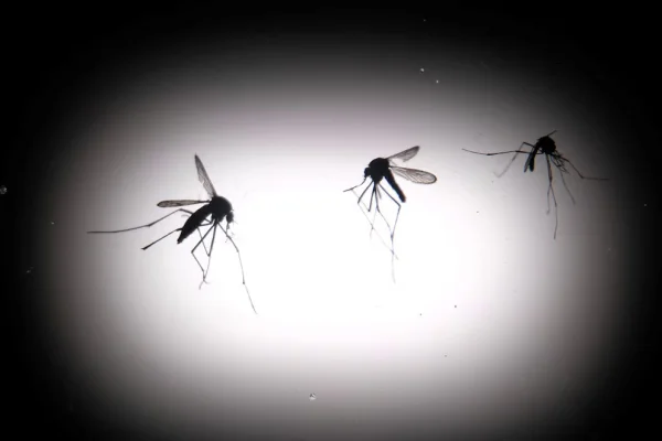Descubrieron una variante americana del mosquito del dengue gracias a la decodificación de 1.200 genomas