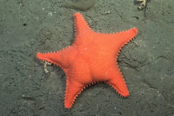 Se viene una nueva expedición que explorará cañones submarinos de Chubut y Río Negro: cuándo empieza