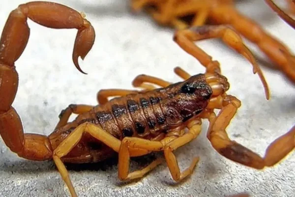 Alerta por picaduras de alacranes: ya se registraron más de 130 casos en lo que va del año