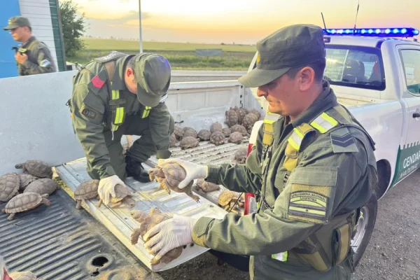 Santa Fe: trasladaban 166 tortugas dentro de bolsas arpilleras en un cargamento de cebollas
