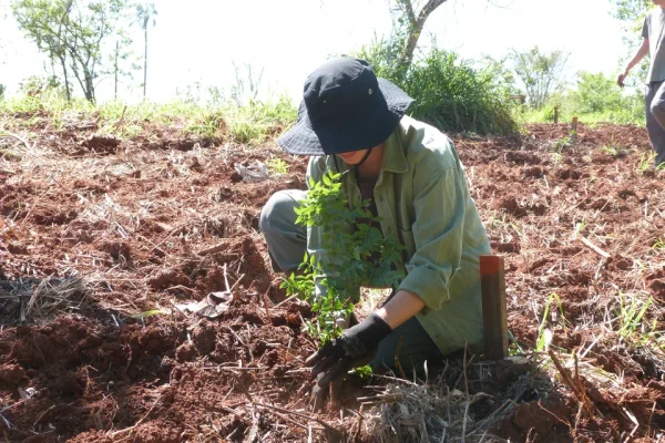Plantan 100.000 árboles nativos en Misiones para restaurar un ecosistema amenazado