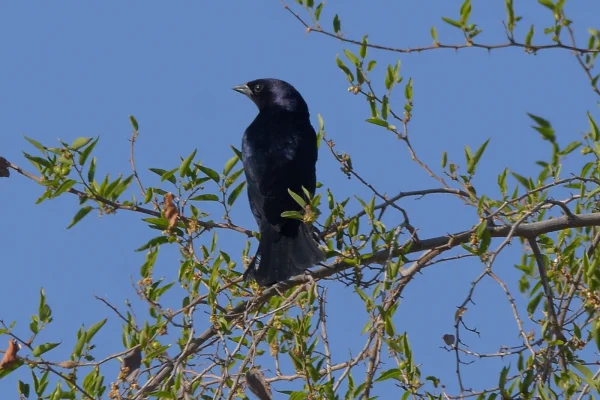 La Reserva Takú creó grupo para observadores de aves