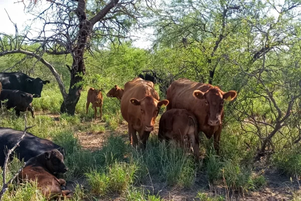 Formulación de Planes de Manejo de Bosques con Ganadería Integrada en Los Llanos: acompañamiento técnico del INTA La Rioja