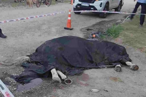 Un niño casi muere electrocutado: un caballo le salvó la vida