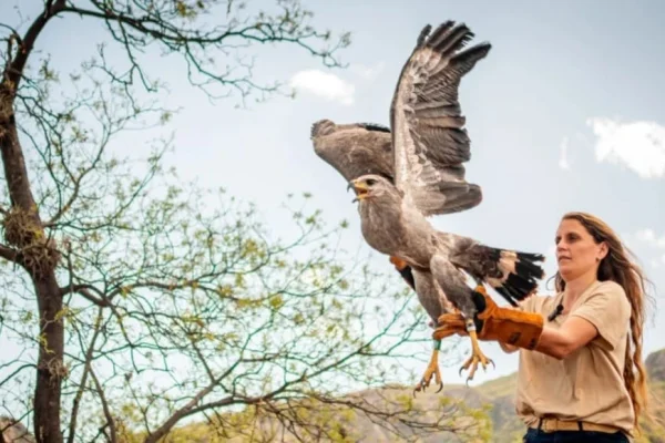 Un águila coronada volvió a volar en Olta tras ser rehabilitada en el Ecoparque de Buenos Aires