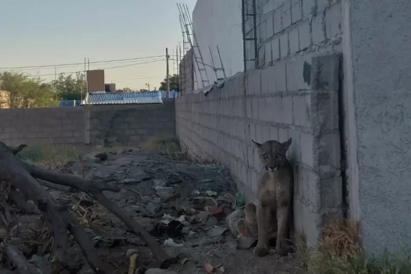 Un puma sorprendió a Catamarca caminado por la calle