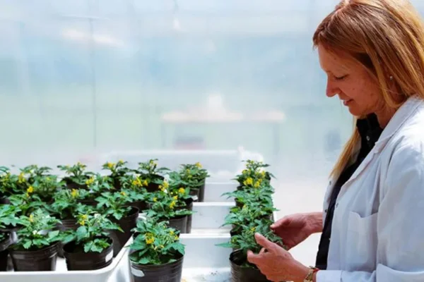 Premian a una investigadora del CONICET: creó un método para que las plantas resistan olas de calor