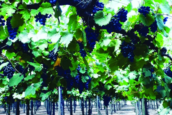 La Rioja evalúa crear un Instituto Provincial de Vitivinicultura