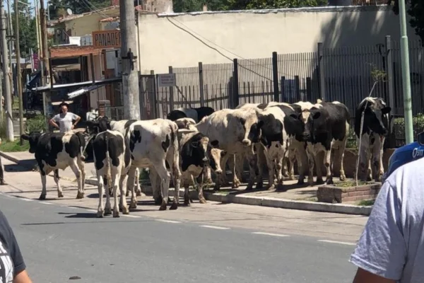 Volcó un camión que transportaba vacas en Córdoba: quedaron sueltas en la ruta