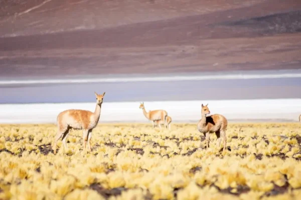 La Rioja construirá su primer Centro de Rescate de Fauna Silvestre