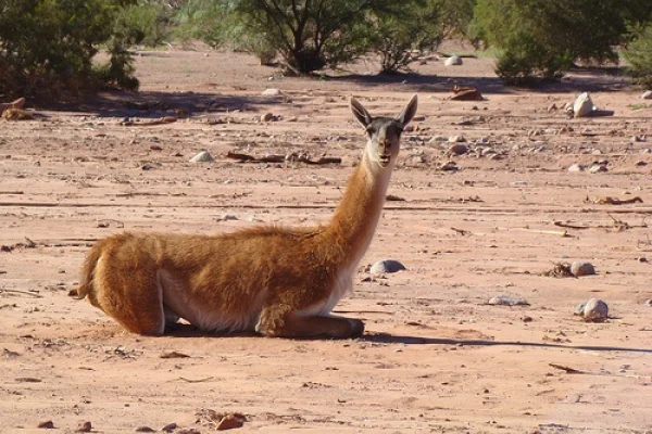 La Rioja construirá su primer Centro de Rescate de Fauna Silvestre