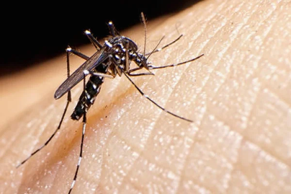 Un nuevo virus transmitido por mosquitos fue detectado en España