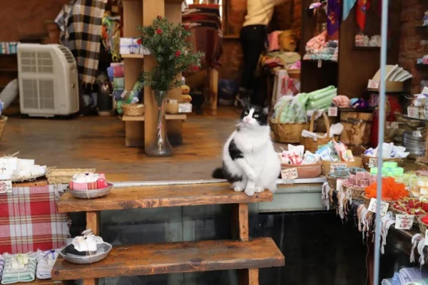 Las 5 ciudades del mundo donde los gatos son sagrados y dominan las calles