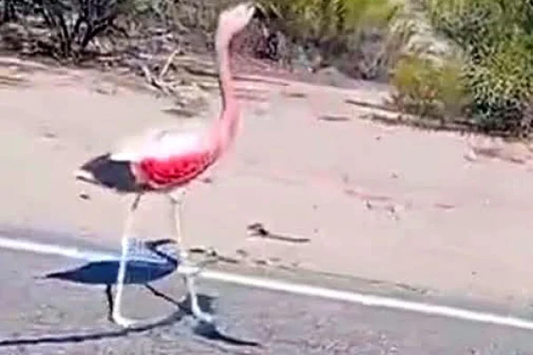 Piden “no tocar” a los flamencos de La Costa