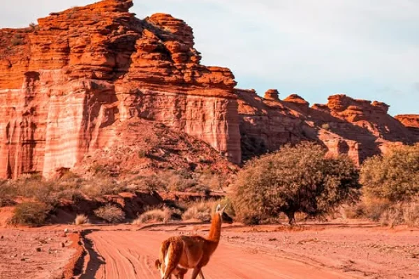 Impulsan el primer Centro de Rescate de Fauna Autóctona