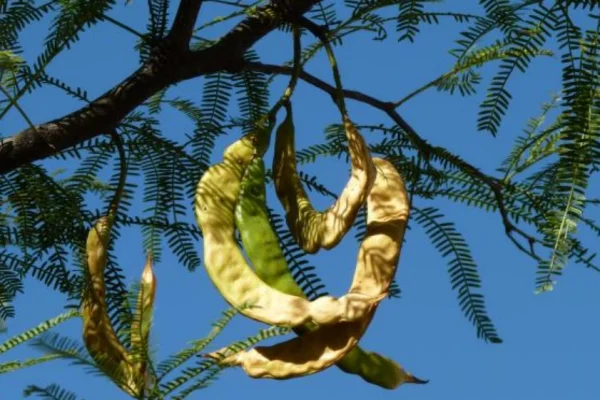 Sofía Tanquía: “Queremos que el algarrobo sea motor de desarrollo y preserve la identidad riojana”