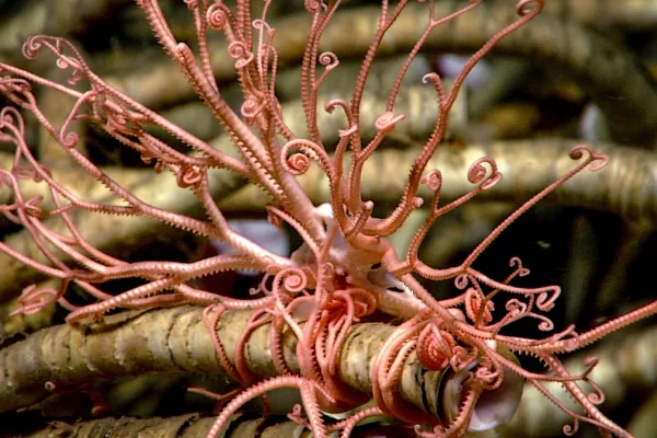 Una expedición de la UBA y el CONICET explorará ecosistemas extremos del Mar Argentino