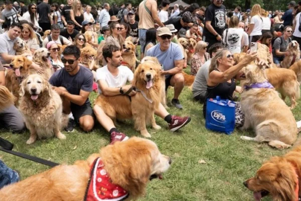 Argentina rompió el record munidal de golden retrievers reunidos