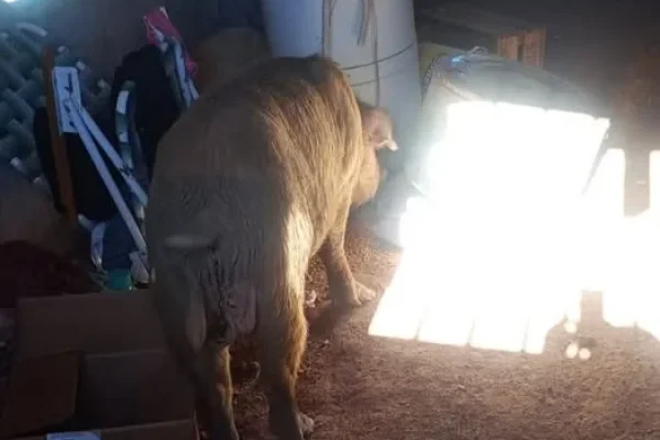 Un cerdo ingresó a una casa en Chepes y causó destrozos