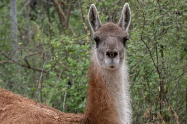El guanaco regresa al Gran Chaco argentino tras 110 años de ausencia