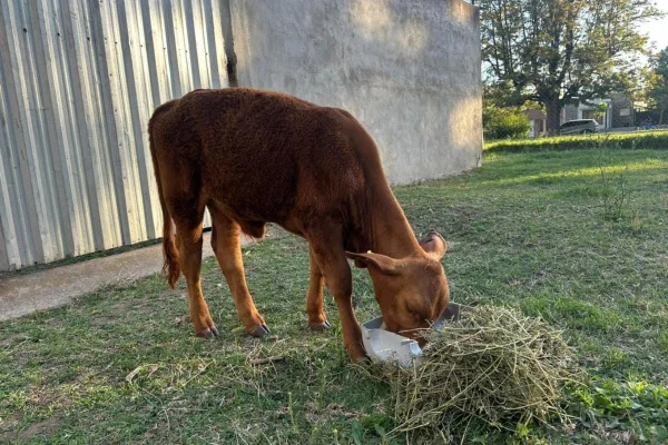 Crueldad en Hernando: robaron y faenaron al ternero mascota de una escuela
