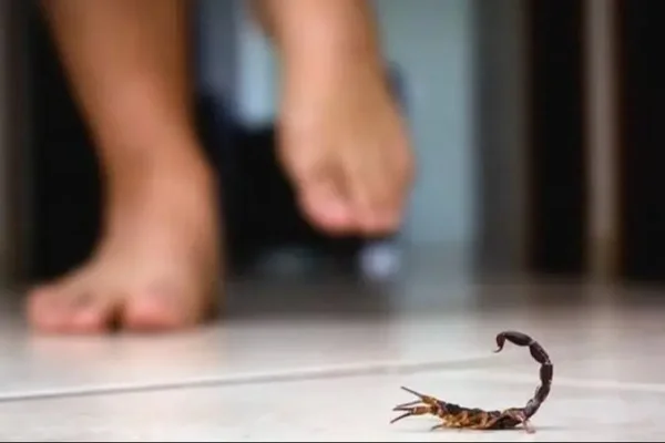 Alerta alacranes: recomiendan extremar cuidados