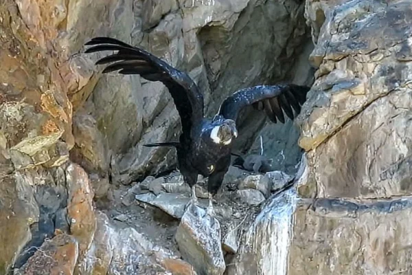 Nació un cóndor andino en el Parque Provincial Tupungato